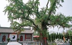 西安重阳宫旅游攻略之千年银杏树