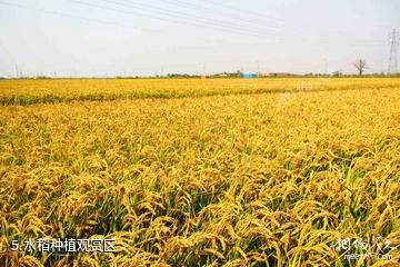 天津名洋湖都市庄园-水稻种植观赏区照片