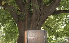 成都昭觉寺旅游攻略之树包碑