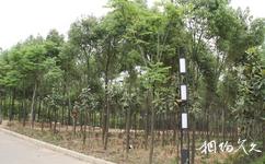 安徽禾泉農莊旅遊攻略之香樟林