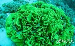 埃及紅海旅遊攻略之珊瑚