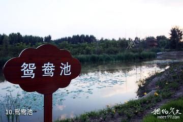 山西孝河国家湿地公园-鸳鸯池照片