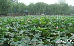 北京团结湖公园旅游攻略之荷花
