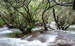 荔波茂兰喀斯特森林旅游攻略之水上森林