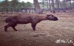 不丹廷布市旅遊攻略之廷布塔金動物園