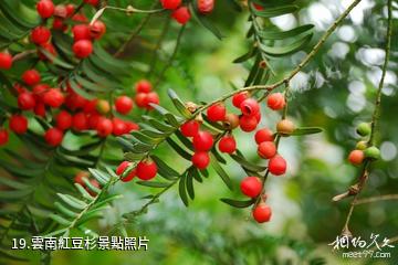 雲南哀牢山國家級自然保護區-雲南紅豆杉照片