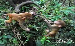 贵阳黔灵山公园旅游攻略之猕猴观赏园