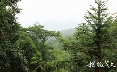 四川老峨山旅遊攻略之森林