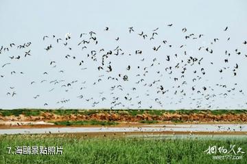 濱州市黃河三角洲生態文化旅遊島-海鷗照片
