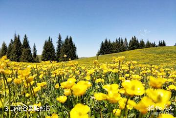 特克斯阿克塔斯姑娘峰景區-野花谷照片