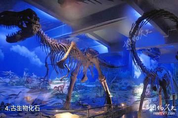 东莞森晖自然博物馆-古生物化石照片