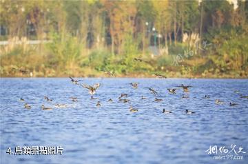 梁平雙桂湖國家濕地公園-鳥類照片