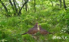 齊齊哈爾青松狩獵場旅遊攻略之山雞