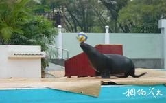 上海野生動物園旅遊攻略之海獅表演館