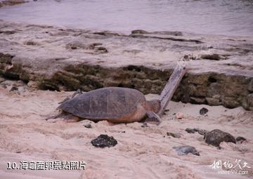 蒼鷺島海底風光-海龜產卵照片