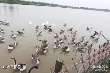 上海东滩湿地公园-水禽栖息地照片