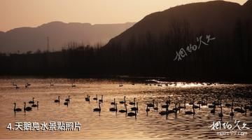 東營龍悅湖天鵝湖-天鵝鳧水照片