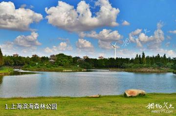 上海滨海森林公园照片