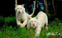 北方森林动物园旅游攻略之狮虎馆及散放区