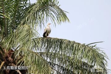 甘比亞阿不可自然保護區-鳥類照片