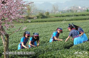 松陽大木山騎行茶園-採摘制茶體驗照片