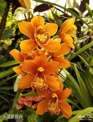 美国金门公园花卉温室-温室花卉照片