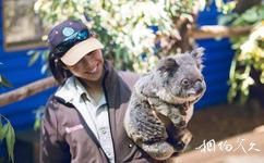 澳大利亚梦幻世界主题公园旅游攻略之野生动物体验区