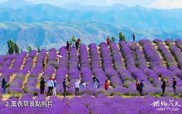 伊寧天山花海景區-薰衣草照片