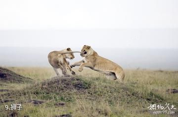肯尼亚马赛马拉国家保护区-狮子照片