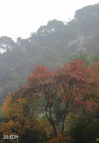阿坝汶川三江生态区-红叶照片
