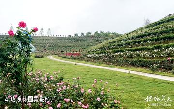 安化茶鄉花海生態文化體驗園-玫瑰花園照片