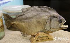 巴西瑪瑙斯市旅遊攻略之食人魚標本
