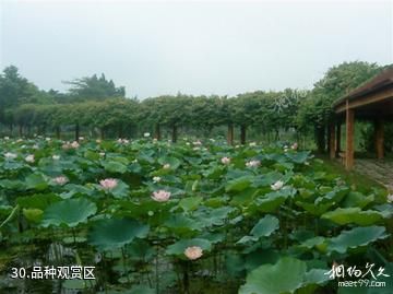 三水荷花世界-品种观赏区照片