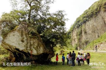 六盤水月照養生谷-石生樹照片