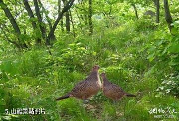 齊齊哈爾青松狩獵場-山雞照片
