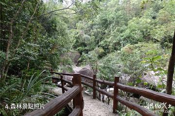 東興屏峰雨林公園-森林照片