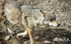 新疆天山野生動物園旅遊攻略之狼區