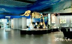 楚雄州博物館旅遊攻略之古生物