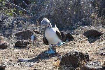 厄瓜多加拉帕戈斯群島-BOOBY照片