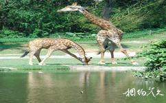 廣州長隆野生動物世界旅遊攻略之長頸鹿廣場