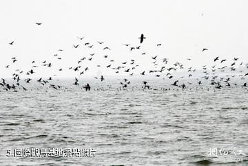唐山灣國際旅遊島-國際觀鳥基地照片
