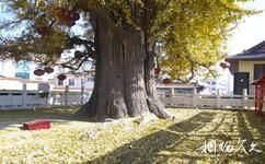 郯城新村銀杏園旅遊攻略之秋天裡的老神樹