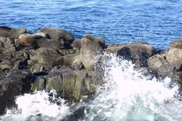阿根廷乌斯怀亚市-海狮照片
