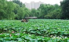 北京紫竹院公園旅遊攻略之荷花渡