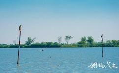 铜陵西湖湿地旅游攻略之鸟类