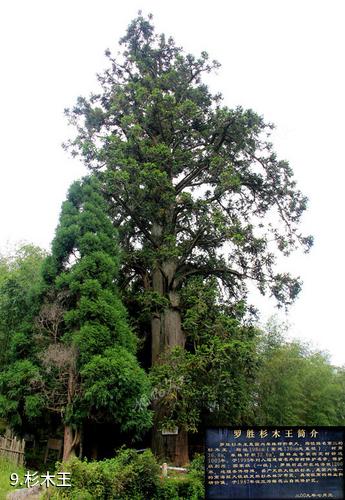 福建梅花山国家级自然保护区-杉木王照片