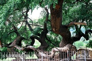 遼河源國家森林公園-九龍蟠楊照片