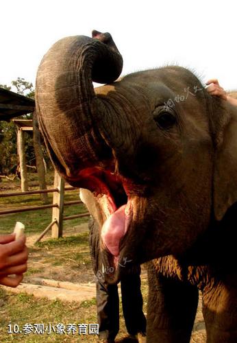 尼泊尔奇特旺国家森林公园-参观小象养育园照片