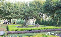 漳州中山公園旅遊攻略之檜柏盆景