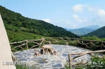 廣西平天山國家森林公園-森林照片